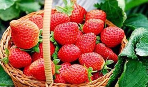 奶油草莓什么時候成熟 奶油草莓成熟季節