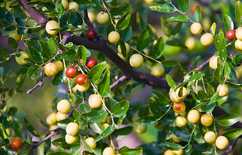 酸棗什么時候成熟 酸棗成熟季節