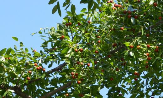 酸棗什么時候成熟 酸棗成熟季節