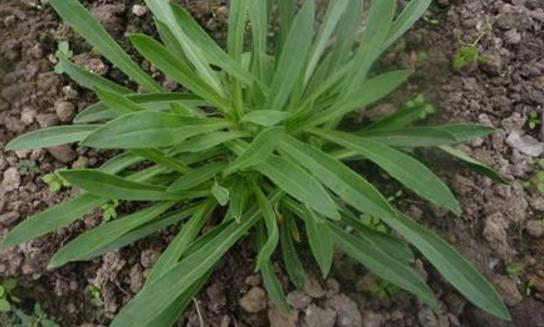 面條菜什么時(shí)候種植最好 面條菜最佳種植時(shí)間