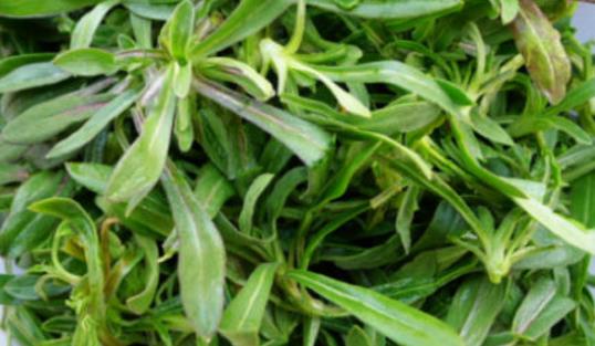 面條菜什么時(shí)候種植最好 面條菜最佳種植時(shí)間