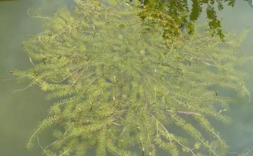 輪葉黑藻種植時間是什么時候 輪葉黑藻最佳種植時間