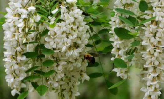 槐樹花什么時候開 槐樹花開花季節