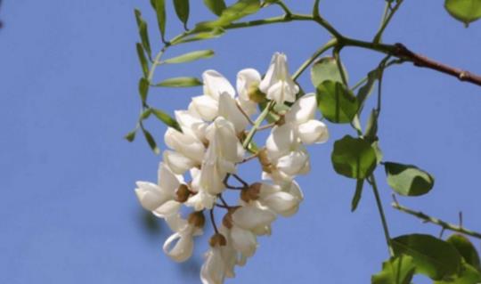 槐樹花什么時候開 槐樹花開花季節