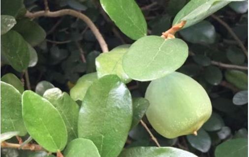 薜荔果什么時候采摘 薜荔果什么時候成熟