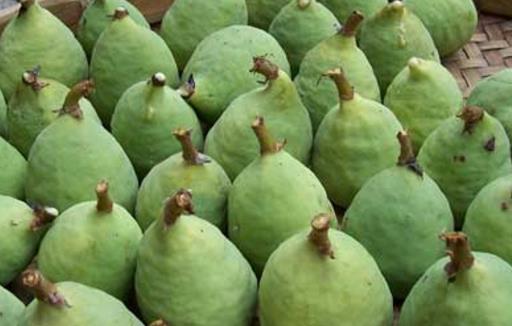 薜荔果什么時候采摘 薜荔果什么時候成熟