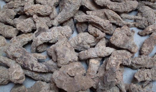 生地什么時候種植 生地的種植時間