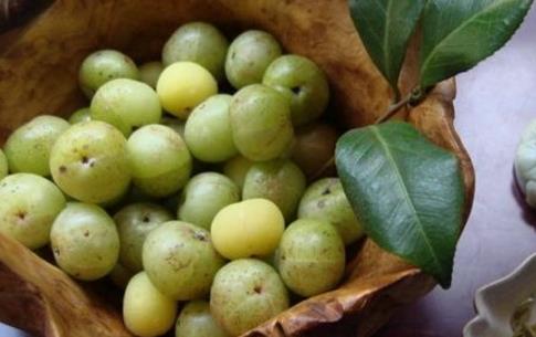 余甘果什么時(shí)候成熟 余甘果的成熟時(shí)間