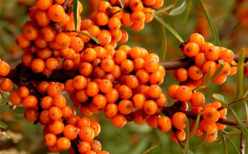 沙棘汁什么時候喝最好 沙棘汁可以空腹喝嗎