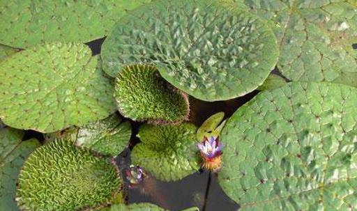 芡實什么時候種 芡實種植時間