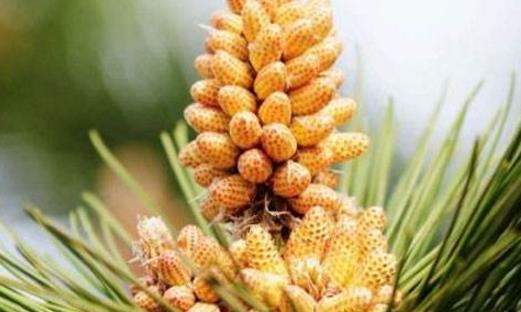 松花粉什么時(shí)候采摘 松花粉采集時(shí)間