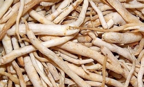 沙參什么時候收 沙參春秋兩季采收