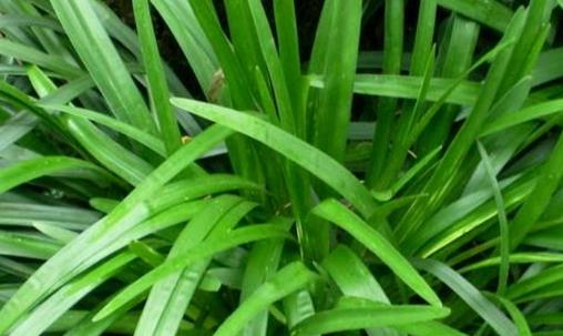 麥冬什么時候種植 麥冬3月下旬到4月下旬之間種植