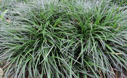 麥冬什么時候種植 麥冬3月下旬到4月下旬之間種植