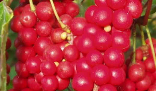 五味子什么時候采摘 五味子8到9月果實成熟