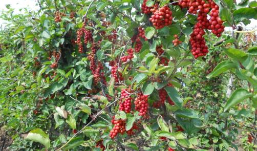 五味子什么時候采摘 五味子8到9月果實成熟