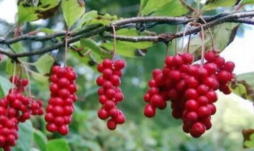 五味子什么時候采摘 五味子8到9月果實成熟