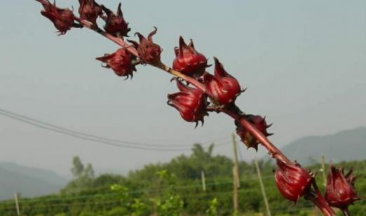 紅桃k果什么時候種 紅桃k果最佳種植時間