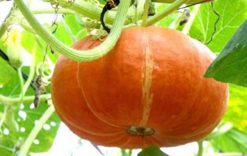 南瓜什么時候摘好吃 南瓜最佳食用時間