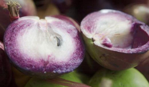 牛奶果什么時候成熟 牛奶果成熟季節