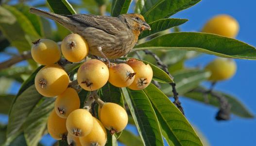 枇杷核什么時候種 枇杷核最佳種植時間