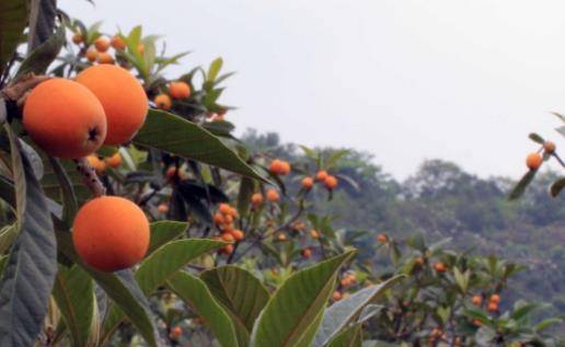 枇杷核什么時候種 枇杷核最佳種植時間