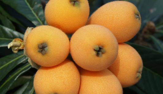 枇杷核什么時候種 枇杷核最佳種植時間