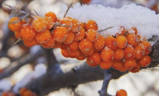 沙棘什么時候成熟 沙棘成熟時間