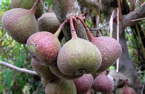 牛奶果什么時候成熟 牛奶果成熟季節