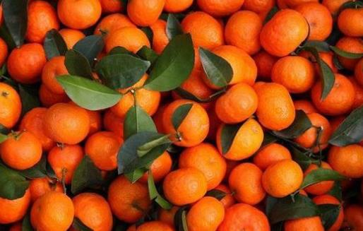 沙糖桔什么時候上市?沙糖桔什么時候成熟