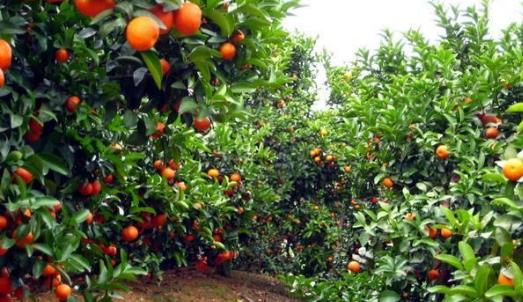 沙糖桔什么時候上市?沙糖桔什么時候成熟