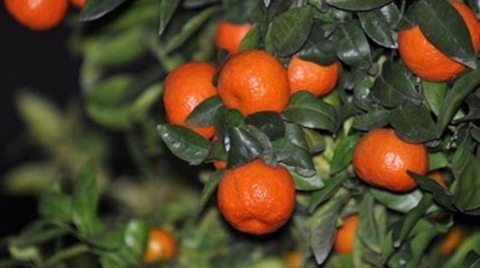 贛南臍橙成熟時間 贛南臍橙什么時候成熟