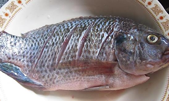 鯽魚什么時候有籽 鯽魚幾月有籽