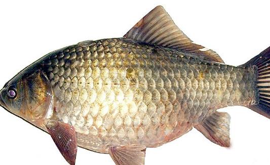 鯽魚什么時候有籽 鯽魚幾月有籽