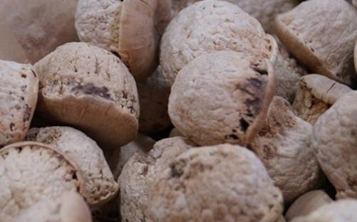 壯陽果什么時候成熟 壯陽果幾月成熟