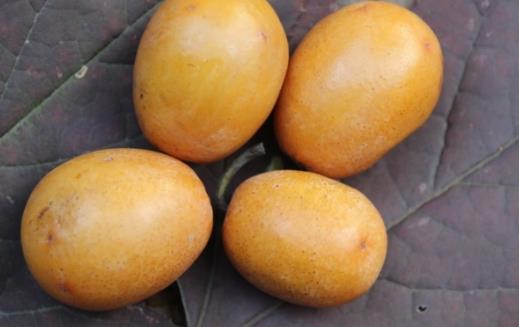 南酸棗什么時候成熟?南酸棗成熟季節南酸棗什么時候成熟?南酸棗成熟季節