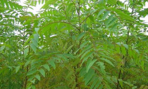 南酸棗什么時候成熟?南酸棗成熟季節