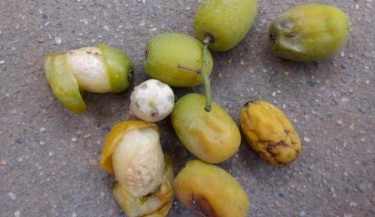 南酸棗什么時候成熟?南酸棗成熟季節