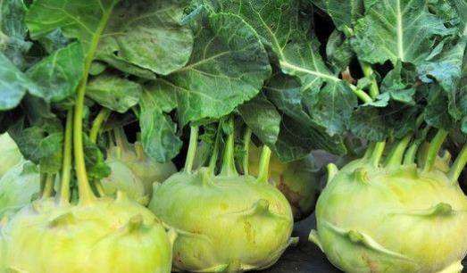 大頭菜什么時候種植 大頭菜最佳種植時間