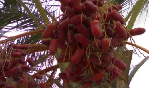 椰棗什么時候吃最好 椰棗最佳食用時間