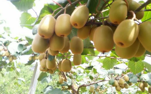 金艷獼猴桃什么時候成熟 金艷獼猴桃成熟季節