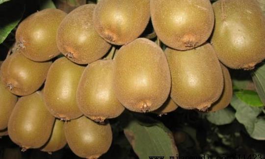 海沃德獼猴桃幾月熟 海沃德獼猴桃什么時候成熟