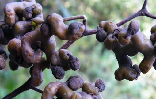 雞爪梨什么時候成熟 雞爪梨成熟季節