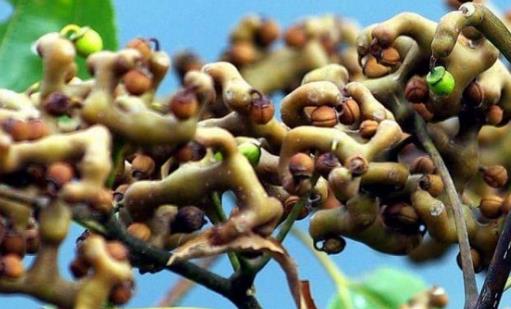 雞爪梨什么時候成熟 雞爪梨成熟季節