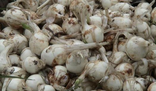 慈菇什么時(shí)候種?慈菇什么季節(jié)有