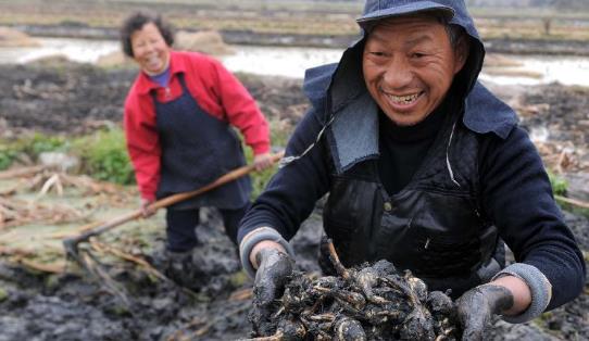 慈菇什么時(shí)候種?慈菇什么季節(jié)有