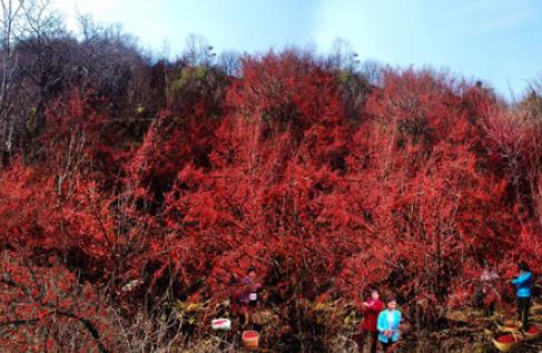 山茱萸什么時(shí)候成熟?山茱萸什么時(shí)候結(jié)果