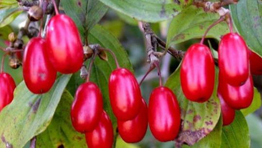 山茱萸什么時(shí)候成熟?山茱萸什么時(shí)候結(jié)果