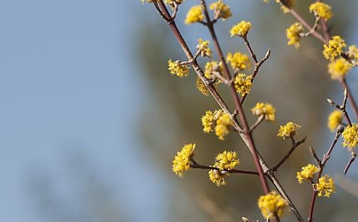 山茱萸什么時(shí)候成熟?山茱萸什么時(shí)候結(jié)果