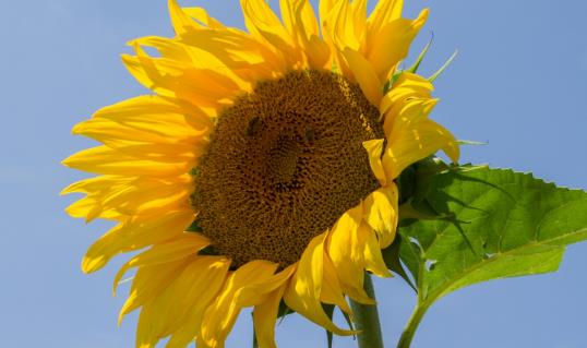 向日葵什么時候凋謝 向日葵凋謝時間